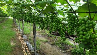 소백산단산포도이종석님의 포도 · 자유게시판 작성글 사진