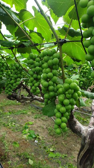 소백산단산포도이종석님의 포도 · 자유게시판 작성글 사진