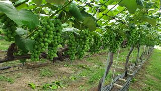 소백산단산포도이종석님의 포도 · 자유게시판 작성글 사진