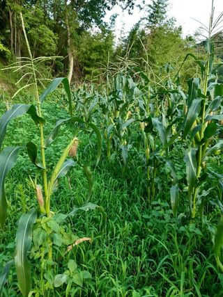 알 수 없음님의 옥수수 · 자유게시판 작성글 사진