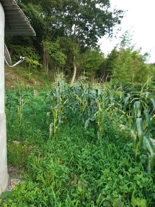 알 수 없음님의 옥수수 · 자유게시판 작성글 사진