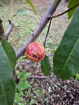 팜모닝 자두·영농일지 게시글 이미지