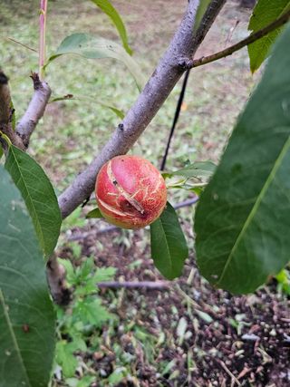 황종현님의 자두 · 영농일지 작성글 사진