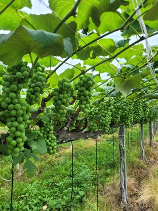 소망농장 아낙 님의 포도 · 자유게시판 작성글 사진