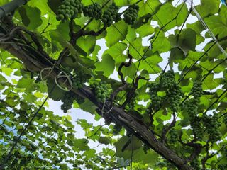 소망농장 아낙 님의 포도 · 자유게시판 작성글 사진