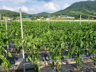 대광자동차공업사님의 고추 · 병해충상담 작성글 사진