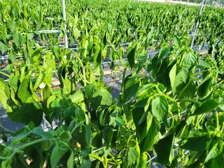 대광자동차공업사님의 고추 · 병해충상담 작성글 사진