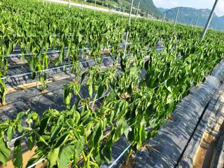 대광자동차공업사님의 고추 · 병해충상담 작성글 사진