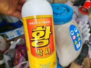 대광자동차공업사님의 고추 · 병해충상담 작성글 사진