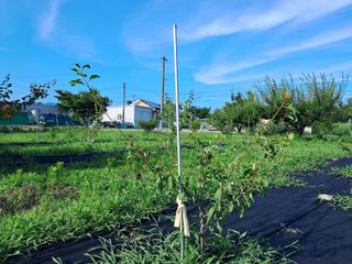 살구장수님의 자두 · 영농일지 작성글 사진