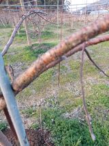 팜모닝 사과·병해충상담 게시글 이미지