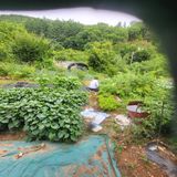 팜모닝 장마 대비 어떻게 하셨나요?·참여 게시글 이미지