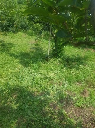 문성농장15146님의 감 · 영농일지 작성글 사진