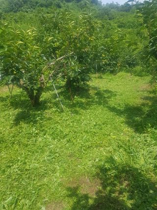 문성농장15146님의 감 · 영농일지 작성글 사진