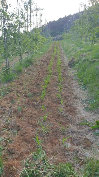 강혜원님의 옥수수 · 영농일지 작성글 사진