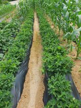 팜모닝 장마 대비 어떻게 하셨나요?·참여 게시글 이미지