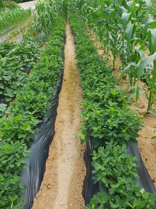 블루베리14534님의 장마 대비 어떻게 하셨나요? · 참여 작성글 사진