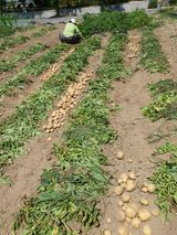 팜모닝 감자·영농일지 게시글 이미지