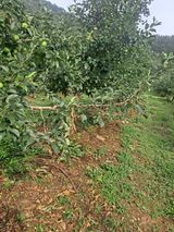 팜모닝 사과·일상 게시글 이미지