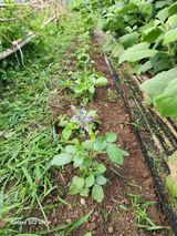 팜모닝 장마 대비 어떻게 하셨나요?·참여 게시글 이미지