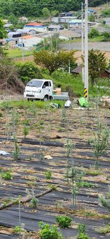 팜모닝 장마 대비 어떻게 하셨나요?·참여 게시글 이미지