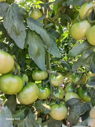 알 수 없음님의 토마토 · 수확 작성글 사진