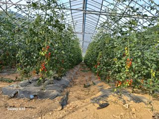 알 수 없음님의 토마토 · 수확 작성글 사진