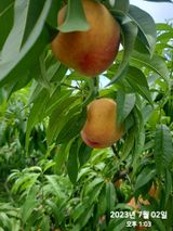 팜모닝 복숭아·자유게시판 게시글 이미지