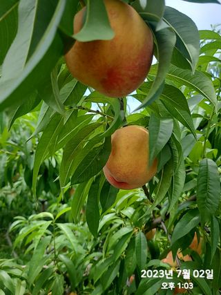 동우농장(김대욱)님의 복숭아 · 자유게시판 작성글 사진