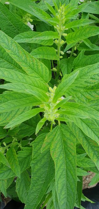 최고봉님최진홍님의 참깨 · 병해충상담 작성글 사진