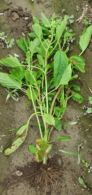 최고봉님최진홍님의 참깨 · 병해충상담 작성글 사진