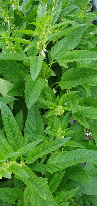 최고봉님최진홍님의 참깨 · 병해충상담 작성글 사진