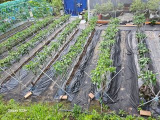 신강우님의 고추 · 지주설치•유인•성장 작성글 사진