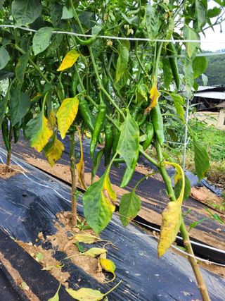 판관님의 고추 · 비료•농약 작성글 사진