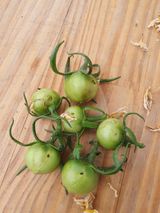 팜모닝 토마토·병해충상담 게시글 이미지