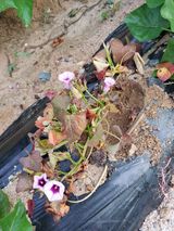 팜모닝 기타작물·병해충상담 게시글 이미지