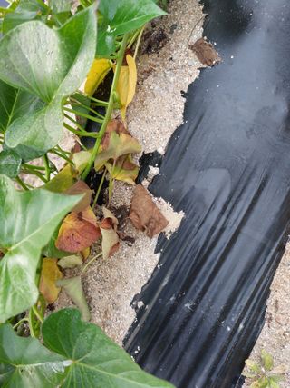 심재실님의 기타작물 · 병해충상담 작성글 사진