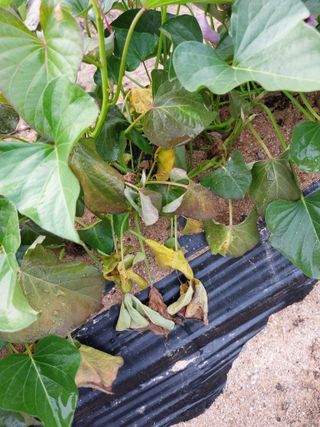 심재실님의 기타작물 · 병해충상담 작성글 사진