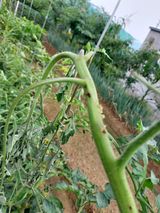 팜모닝 기타작물·병해충상담 게시글 이미지