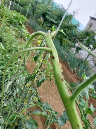 심재실님의 기타작물 · 병해충상담 작성글 사진