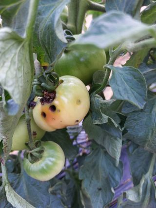 심재실님의 기타작물 · 병해충상담 작성글 사진