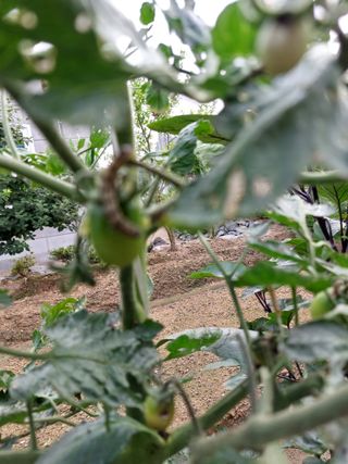 심재실님의 기타작물 · 병해충상담 작성글 사진