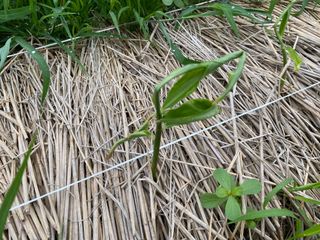 친환경님의 기타작물 · 병해충상담 작성글 사진