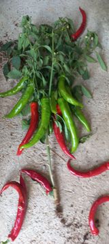 팜모닝 고추·병해충상담 게시글 이미지