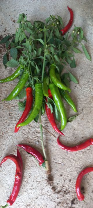 오웅진님의 고추 · 병해충상담 작성글 사진