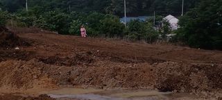 이.일신.꽃분아빠님의 배추 · 일상 작성글 사진