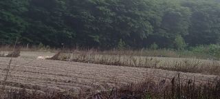 이.일신.꽃분아빠님의 배추 · 일상 작성글 사진