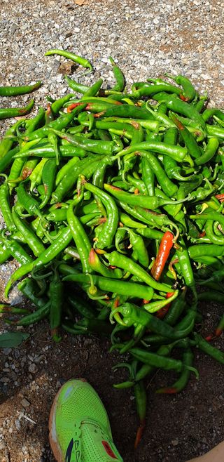 에덴농원나장미입니다님의 고추 · 일상 작성글 사진