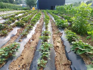 문영식님의 옥수수 · 자유게시판 작성글 사진