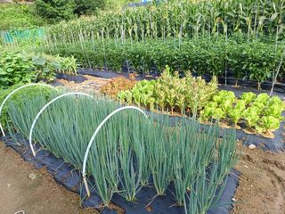 문영식님의 옥수수 · 자유게시판 작성글 사진